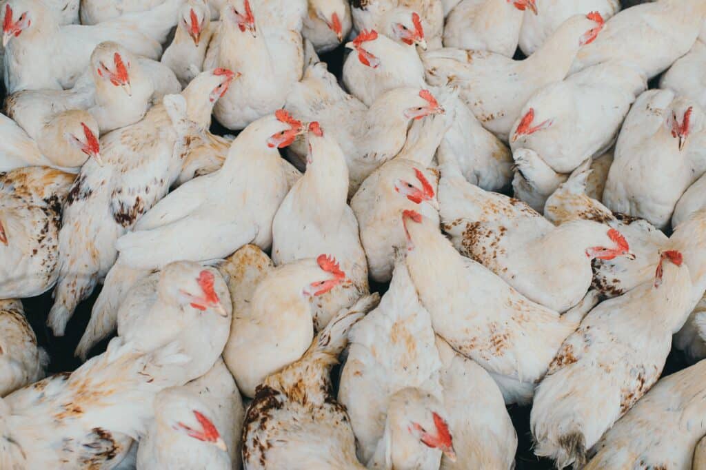 poultry processing plant injury lawyers - Kotlar, Hernandez & Cohen
